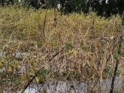 SE VENDE TERRENO EN FRACCIONAMIENTO LA CARPA