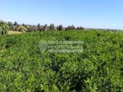 SE VENDE TERRENO EN PELARCO