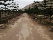 SE VENDE TERRENO FUNDO EN QUILMANA CAÑETE