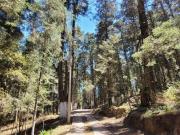 SE VENDE TERRENO RESIDENCIAL EN EL BOSQUE EN EL FRACC....