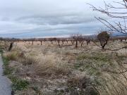SE VENDE TIERRA CON ALMENDROS EN PRODUCCIÓN!