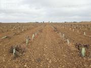 Se venden 16 hectareas de viña en la zona de cantivano y...