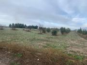 SE VENDEN 30.000M DE TERRENO RUSTICO, CASA Y NAVE EN...