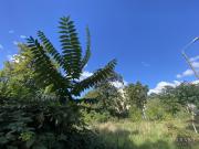 Seltene Gelegenheit, großes Grundstück in Leipzig