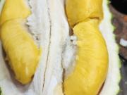 Semenyih agriculture land durian land