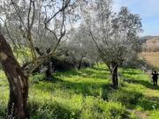 Seminativo in vendita a Montecorvino Rovella