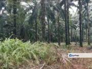 Sepang Agri land 5.12acres For