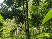 SERI MENANTI KUALA PILAH TANAH PERTANIAN