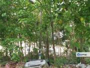 Shah alam agri land in commercial zoning for