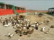 Sheds Halls for factory or godown Lahore Ghausia Colony...