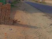 Shop Commercial place for rent Sialkot ID 19942