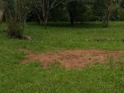 Sítio à Venda em Alexandra – PR | 4.000 m² de...