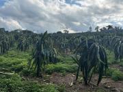Sítio à venda no bairro Bairro do Morro Itatiba/SP