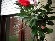 SINGOLA GRANDE PR STUDENTI/SSE MM3GIALLA MM5LILLA