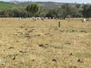 Sítio 12 Alqueires, Ótima Topografia, Terra Mista...