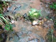 SÍTIO À VENDA, 5,5 ALQUEIRES, JOANOPOLIS SP