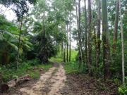 Sítio Á Venda em Iguape SP, com 45 alqueires, nascente e...