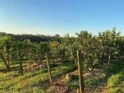 Sítio à venda no REFORMA AGRÁRIA em Valinhos/SP