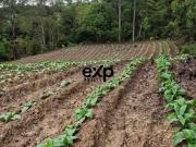 Sítio / Chácara para Venda em Agudos do Sul/PR Queimados...