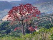 Sítio / Chácara para Venda em Alto Jequitibá/MG Área...