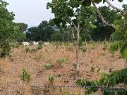 Sítio / Chácara para Venda em Alto Paraguai/MT Zona...