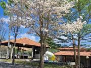 Sítio / Chácara para Venda em Anápolis/GO Zona Rural 3...