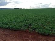 Sítio / Chácara para Venda em Araçoiaba da Serra/SP Cercado