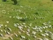 Sítio / Chácara para Venda em Araguaiana/MT Centro