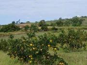 Sítio / Chácara para Venda em Araruama/RJ São Vicente de...
