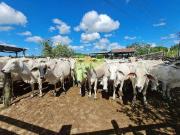 Sítio / Chácara para Venda em Araruama/RJ São Vicente de...