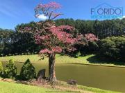 Sítio / Chácara para Venda em Atibaia/SP Rio Acima 7 Quartos
