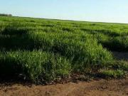 Sítio / Chácara para Venda em Barreiras/BA Área Rural de...