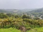 Sítio / Chácara para Venda em Bento Gonçalves/RS Barracão