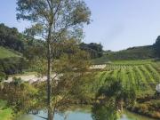 Sítio / Chácara para Venda em Bento Gonçalves/RS São Pedro