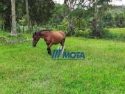 Sítio / Chácara para Venda em Bocaiúva do Sul/PR Cerne...