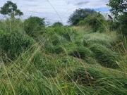 Sítio / Chácara para Venda em Bom Jesus/RN Centro 10 Quartos