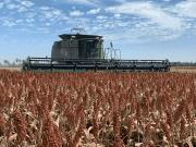 Sítio / Chácara para Venda em Bonito/MS Zona Rural 4 Quartos