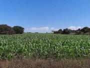 Sítio / Chácara para Venda em Brasília/DF Área Rural do...