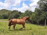 Sítio / Chácara para Venda em Brasília/DF Planaltina 3...