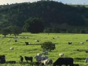 Sítio / Chácara para Venda em Brasília/DF Zona Rural