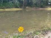 Sítio / Chácara para Venda em Brejinho/RN Centro 4 Quartos
