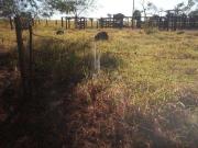 Sítio / Chácara para Venda em Campo Alegre de Goiás/GO...