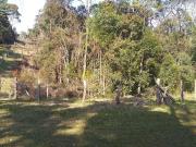 Sítio / Chácara para Venda em Campo Alegre/SC Centro 1...