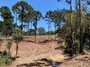 Sítio / Chácara para Venda em Campo Alegre/SC Centro