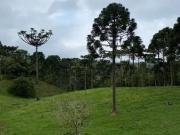 Sítio / Chácara para Venda em Campo Alegre/SC Centro 2...