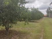 Sítio / Chácara para Venda em Capela do Alto/SP...