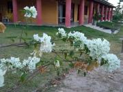 Sítio / Chácara para Venda em Caucaia/CE Centro 5 Quartos