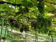 Sítio / Chácara para Venda em Caxias do Sul/RS São... Sítio / Chácara para Venda em Caxias do Sul/RS São...