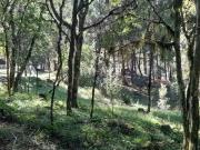 Sítio / Chácara para Venda em Caxias do Sul/RS Santa...