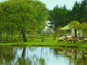 Sítio / Chácara para Venda em Colombo/PR Maracanã 3 Quartos